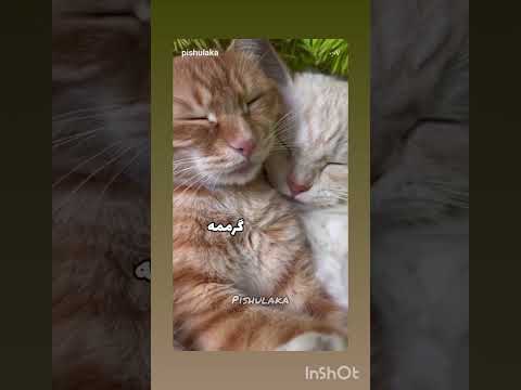 صحبت درد دل Cat