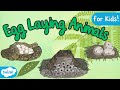 Animals that Lay Eggs Quiz