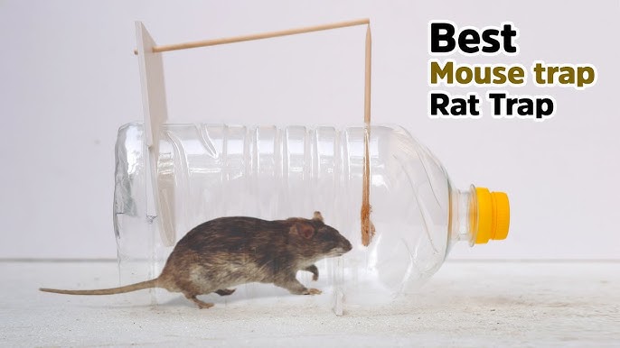 How to make ○ a simple COAT HANGER HUMANE MOUSETRAP (that works!) 