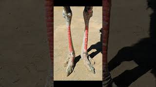 Ostriches can run faster than horses #ostrich  #educative #nature #learn #viral