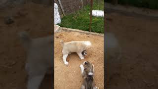 Когда мальчишка проснулся не в духе :-)