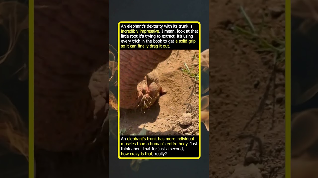 More Muscles Than A Human? The Elephant’s Secret Weapon