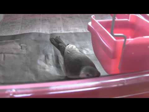 【文鳥】クッキーさん、初めてのケージ（まだ不安そう） [Java Sparrow]Kukky in cage for the first time(Still being nervous)