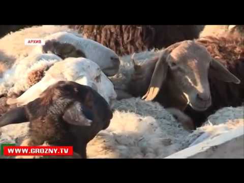 Полный выпуск новостей от 10 09 2016