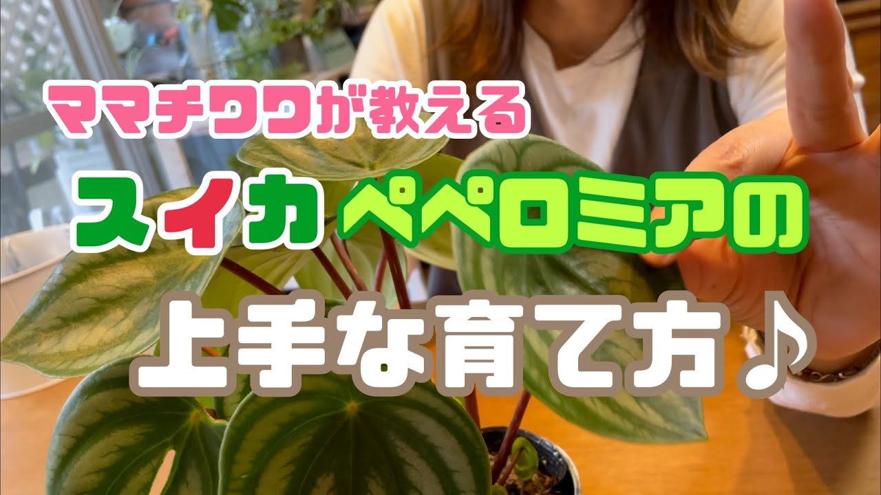 スイカペペロミアの上手な育て方