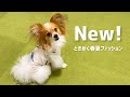 【犬の春夏ファッション】休日の涼しさ重視コーデ【パピヨンのエト】