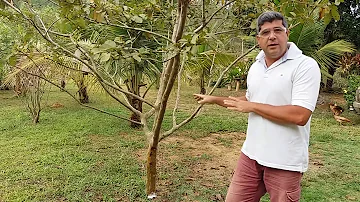 Como acabar com as brocas das plantas?