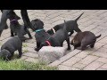 Labrador Welpen 26 Tage alt :-)