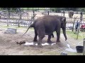 Elephant qui fait pipi caca