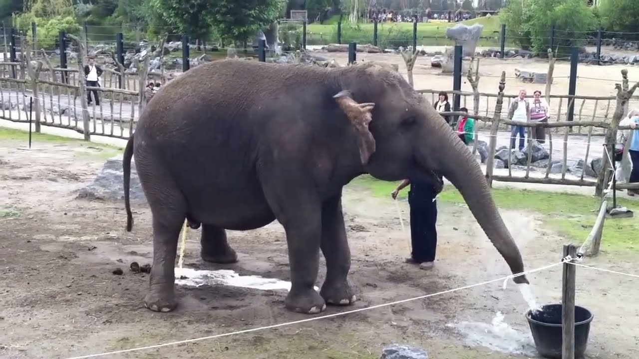  Elephant  qui fait pipi caca  YouTube