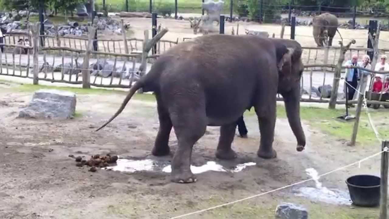  Elephant  qui  fait pipi caca  YouTube