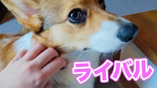 パパの親友に人見知りをする子犬コーギーが可愛い