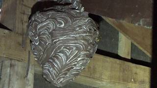 郡山市でスズメバチ駆除- 部屋にもスズメバチが入っていた!屋根裏に作った蜂の巣! Hornet Nest Removal