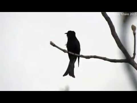 Burung kedasih hitam