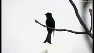 Burung kedasih hitam