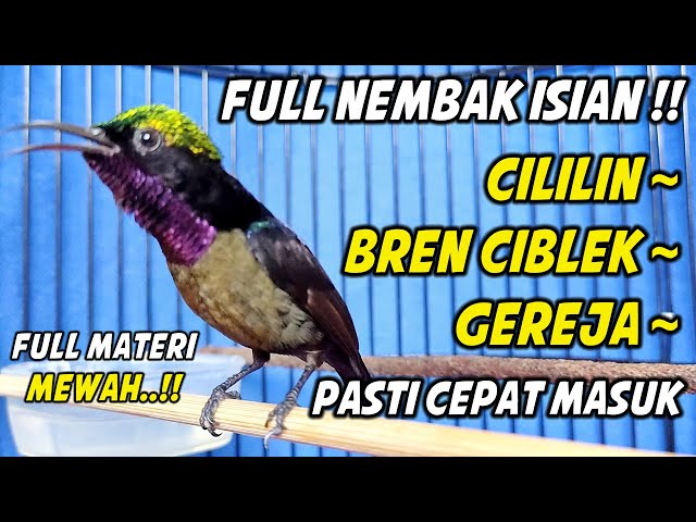 PANCINGAN KONIN GACOR FULL NEMBAK ISIAN TONJOLAN MEWAH, COCOK BUAT MASTERAN KOLIBRI NINJA BAHAN class=