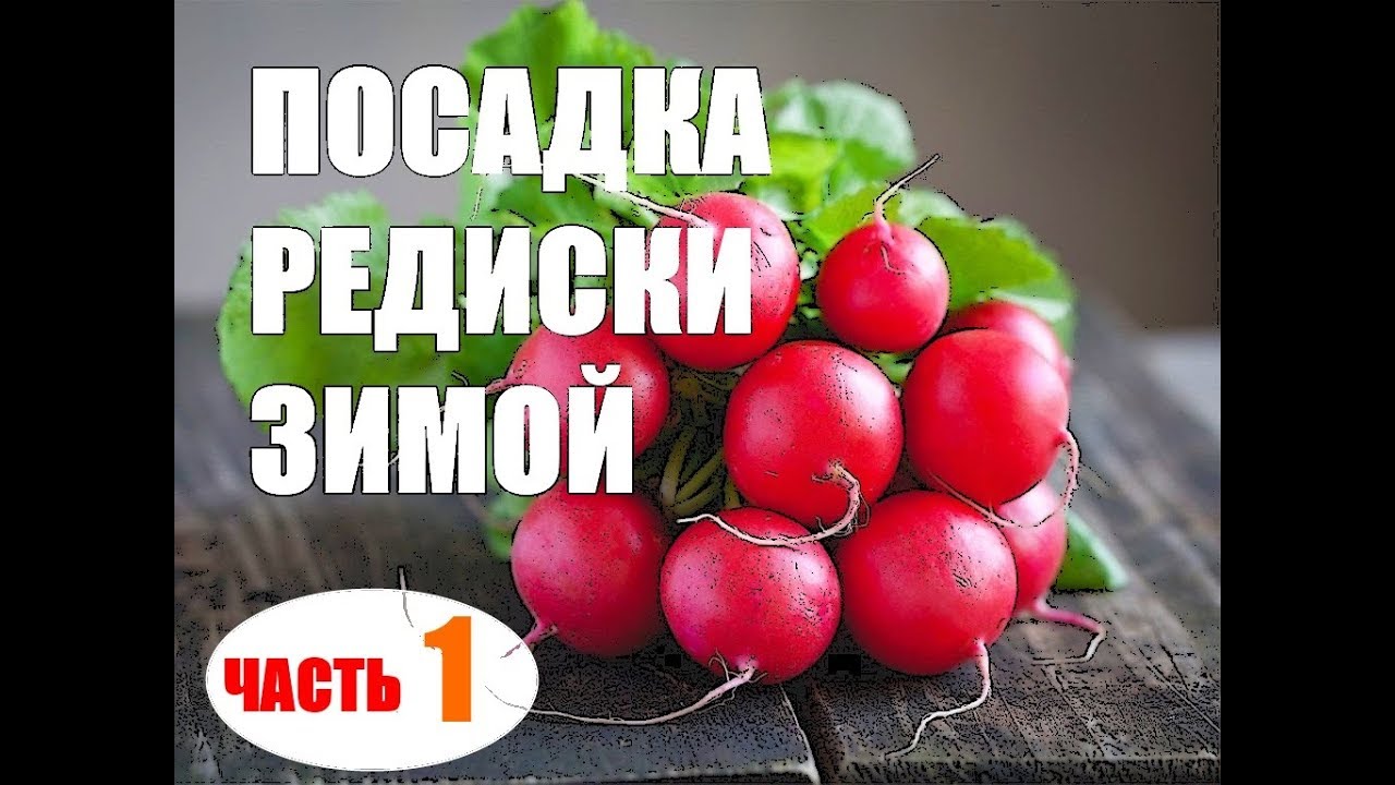 Редиска в теплице зимой - YouTube