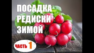 видео: Редиска в теплице зимой картинка: Редиска в теплице зимой