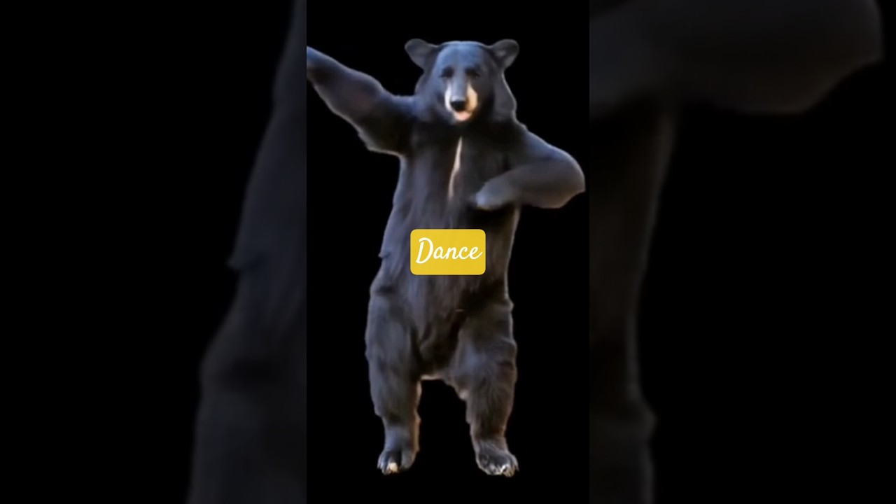 🕺🐻 Dancing Bear – Moves Like Magic! 🎶 