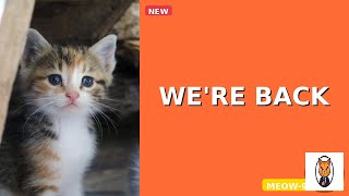 WAIT WHAT: WE'RE BACK | MEOW-9 AI 貓咪新聞 #Shorts