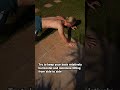 HIGH LIZARD Movement for Spine Mobility, Dynamic Shoulder Strength & Core Stability