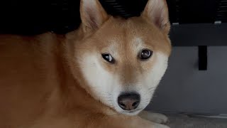 Drama Queen by Super Shiba 2,261 views 8 months ago 51 seconds