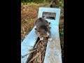 大好きだった飼い主が亡くなってしまい、死を受け入れることができなかった猫。1年以上墓の前で鳴き続ける・・・