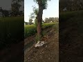   Evergreen  Nature safety 