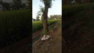 Evergreen Nature safety