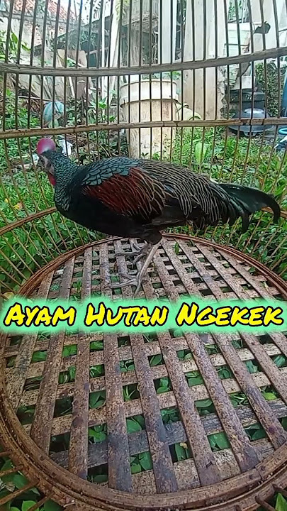 Suara Ngekek Ayam Hutan Hijau, untuk pancingan biar cepat gacoorr