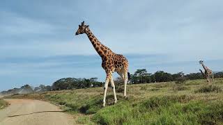 Rothschild Girraffe Closeup at Lake Nakuru National Park Kenya 🇰🇪🇰🇪🇰🇪. enjoy!!