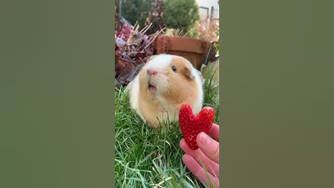 Guinea pig says 