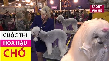 Cuộc thi Hoa hậu chó hiếm có trên thế giới [ Miss World Dog ]