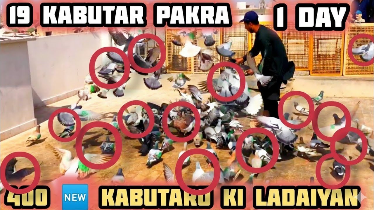 19 kabutar pakra | Hasham V/S Bhora | 400 🆕 kabutaro ki Ladaiyan | 1 Day | Gola kabutaron k ladaiyan