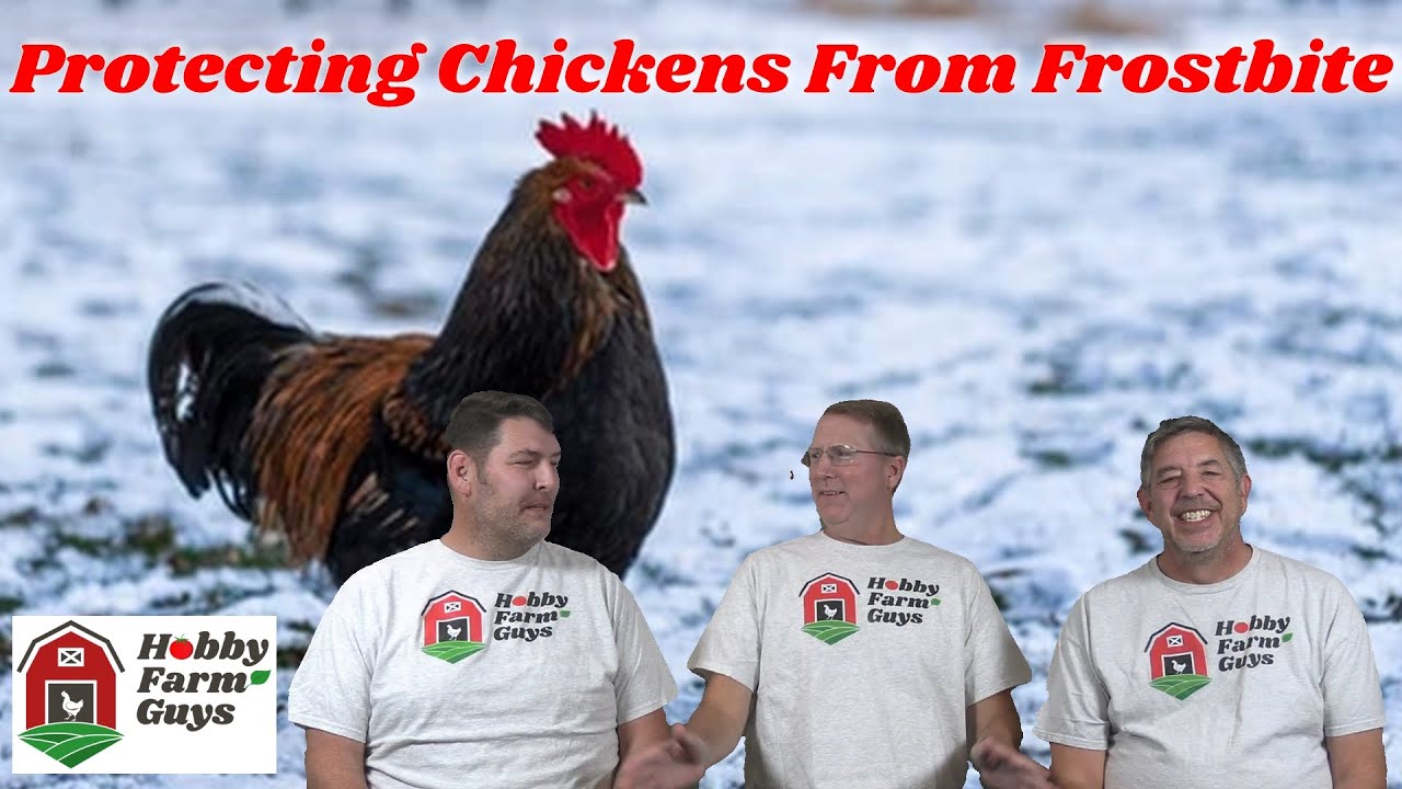 Защитите своих кур от обморожения! - Кроме того: Зритель задал вопрос о хранении яиц.