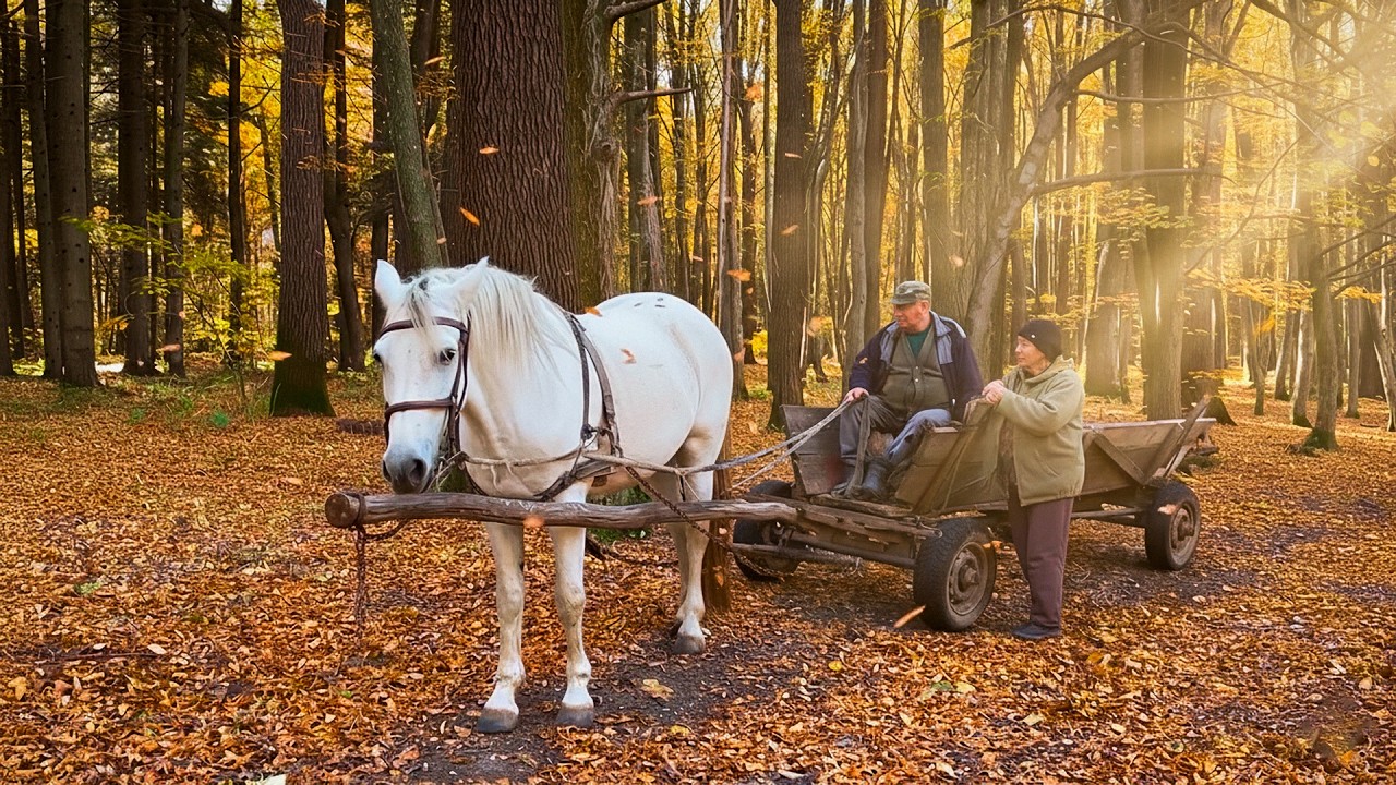 Mushroom Hunting in the Forest | Quiet Village Life