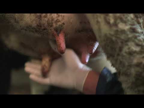 ვიდეო: როგორ გადავიყვანოთ ბავშვები ძროხის რძეზე (სურათებით)