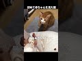 初めて赤ちゃんを見た猫の反応のサムネイル