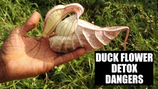 Duck Flower Side Effects & Dangers: What You Need to Know Before Trying It