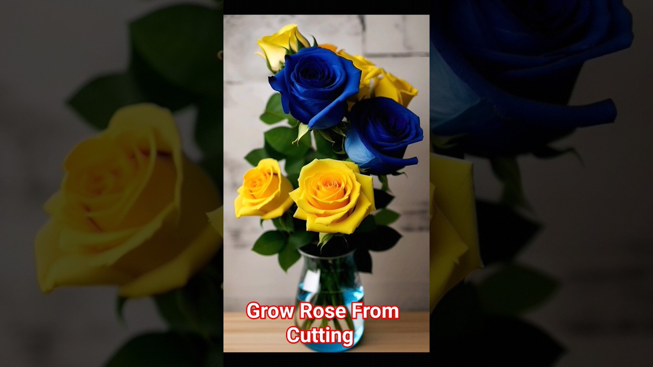 How To Grow Rose From Cutting 🥀🌹 | Kalam Se Gulab Ugahay 