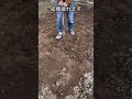土作り カチカチの土からふかふかの土にするやり方 #shorts #家庭菜園 #初心者