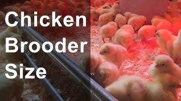 Chicken Brooder Size and Space