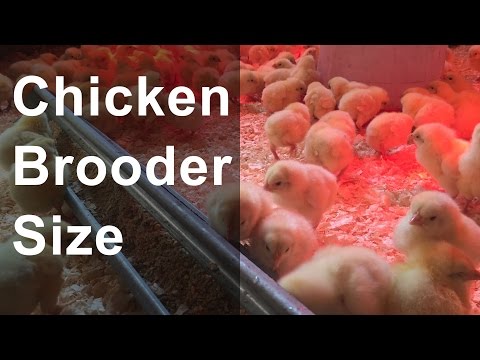 chicken-brooder-size-and-space