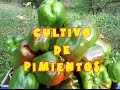 Cultivo de pimientos @naturnatur.es