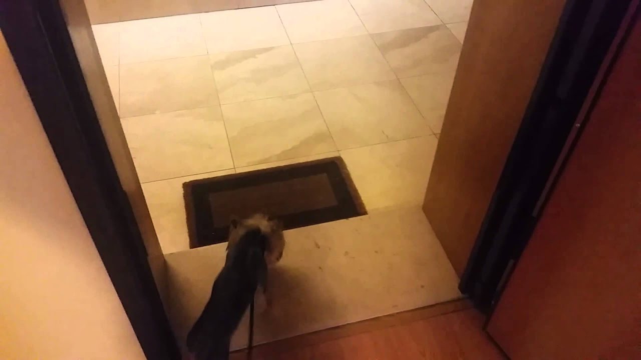 camera iphone 8 plus apk Prince Yorkshire não quer ir para o ninho mas sim à rua