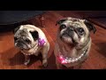 Pug therapy at Long Creek Youth Center