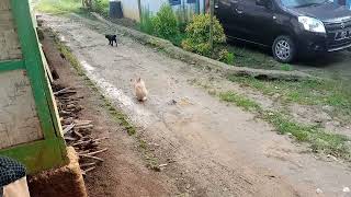 Viral !! Persahabatan kucing dan kelinci