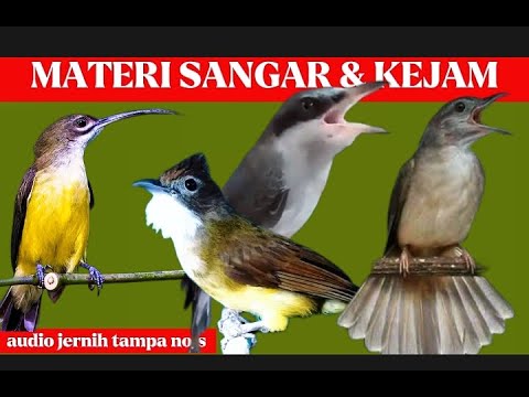 masteran idaman juri | katem, cucak jenggot, jinjing petulak dan pijantung