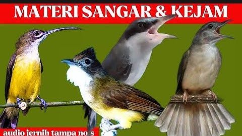 masteran idaman juri | katem, cucak jenggot, jinjing petulak dan pijantung