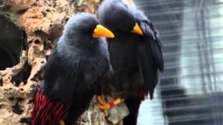Video Suara Burung Beo Nias Asli